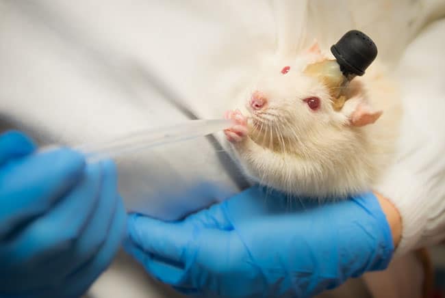 فئران التجارب, معمل, فيروس كورونا