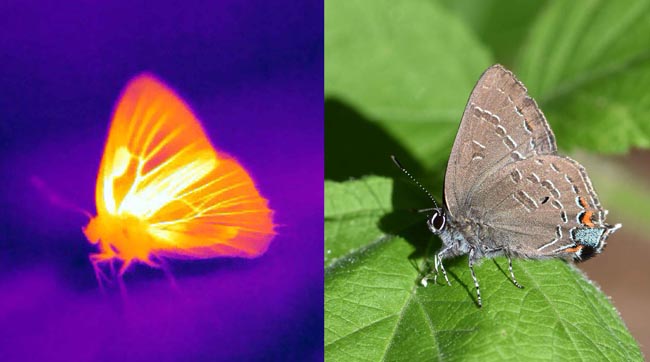 فراشات, علوم, حشرات, مقالات علمية