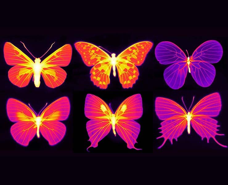 فراشات, علوم, حشرات, مقالات علمية