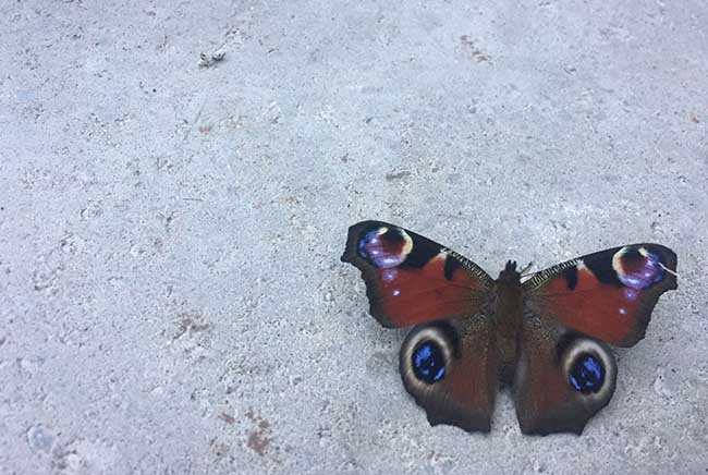 فراشة, التنوع الحيوي, الاحتباس الحراري, بيئة