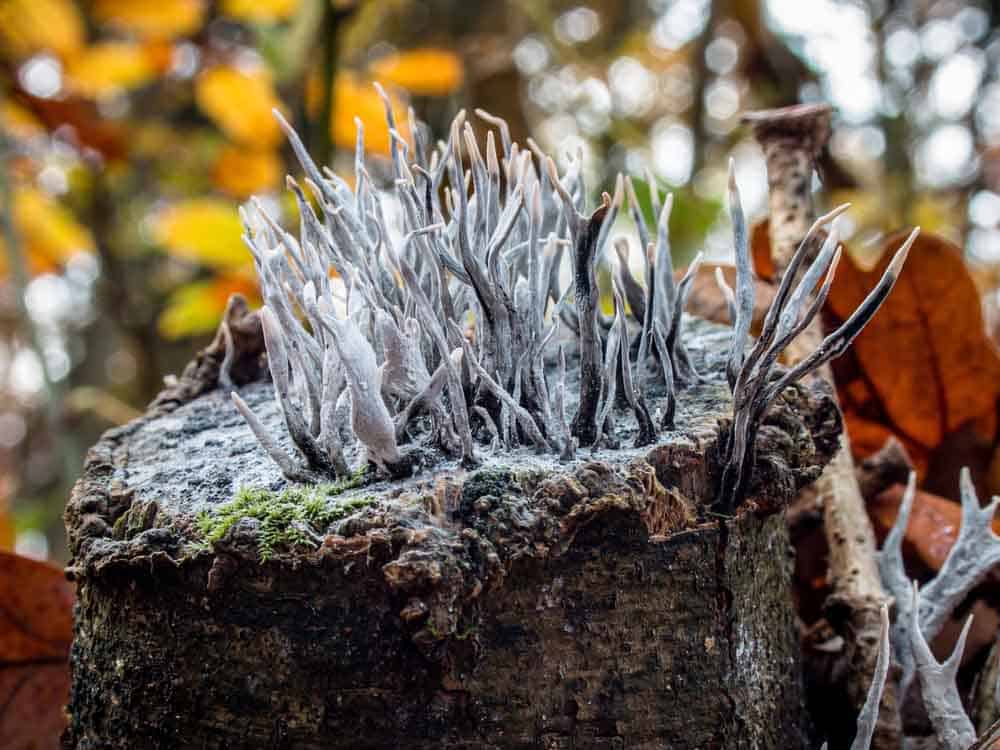 فطر الشمعدان