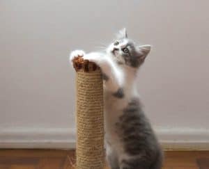 الحيوانات الأليفة, قط منزلي, قطط, تربية القطط, العقم