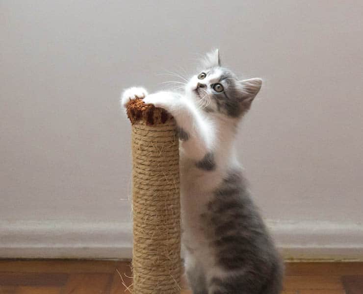 الحيوانات الأليفة, قط منزلي, قطط, تربية القطط, العقم