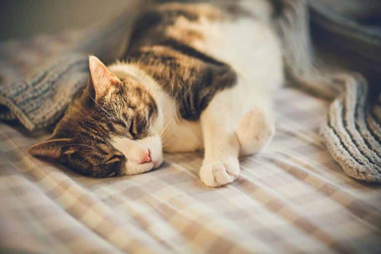 نزع مخالب القطط