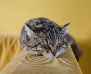 قطة, حلم, الأحلام, الحيوانات, الحيوانات الأليفة, هل تحلم الحيوانات