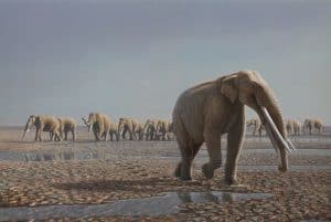 الفيل الإماراتي