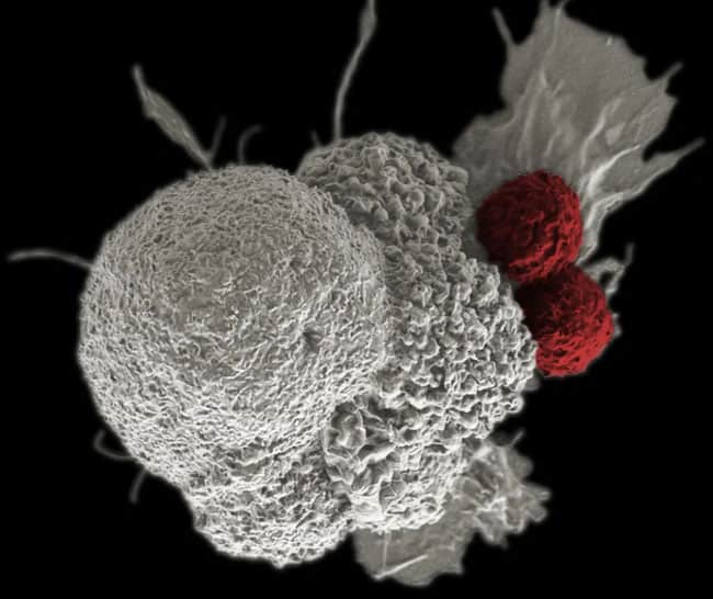 كريسبر, السرطان