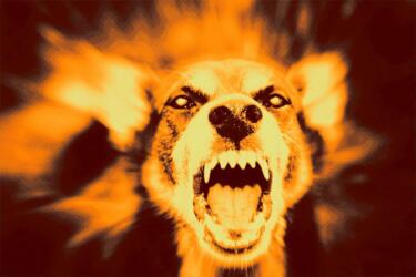 كيف تتصرف في حال هجم عليك كلب مسعور؟