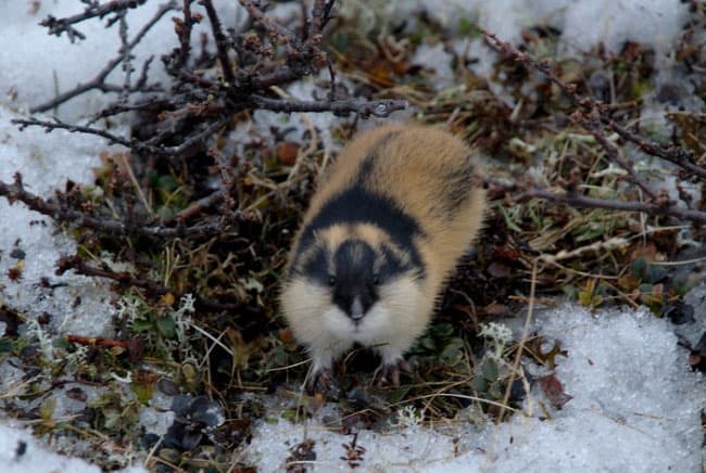 لاموس, القوارض, حيوانات, بيئة, القطب الشمالي