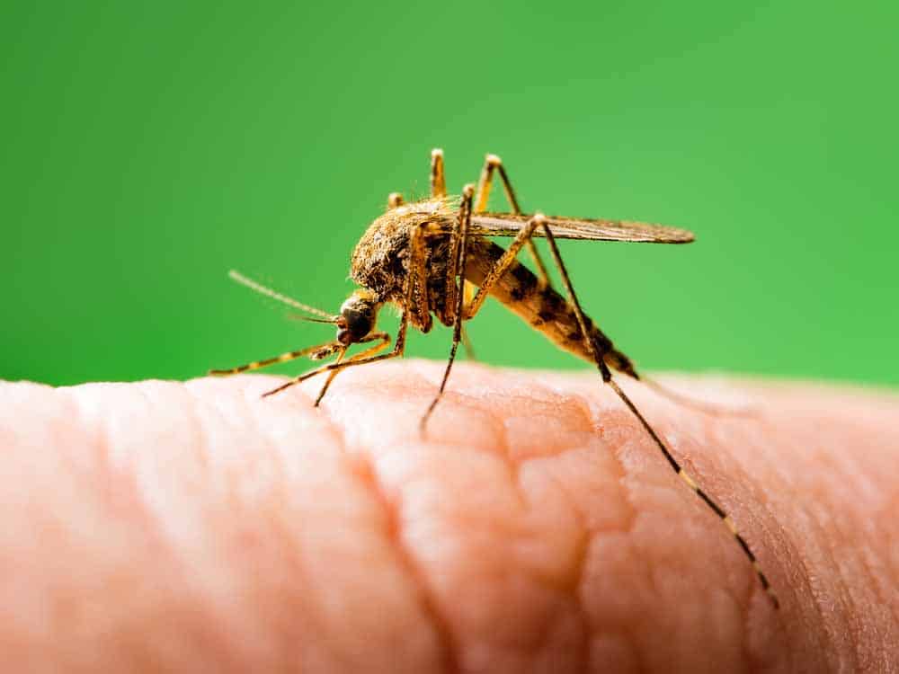 بعوض، ملاريا, لقاح الملاريا, اللقاحات