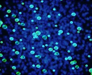 بكتيريا, ميكروبيوم, بيولوجي, منازل