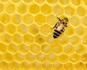 نحل, تعلم, حشرات, مقالات علمية, خلية نحل, أصفر