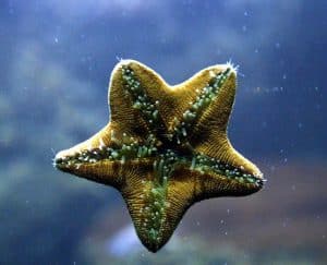 النظم البيئية, التغير المناخي, نجمة البحر, مقالات علمية, مقالات علمية قصيرة