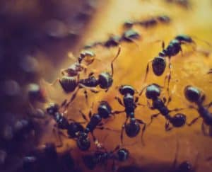 التباعد الاجتماعي, أمراض معدية, النمل, عالم الحيوان