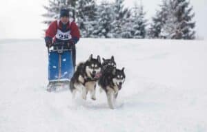 كلاب الهاسكي