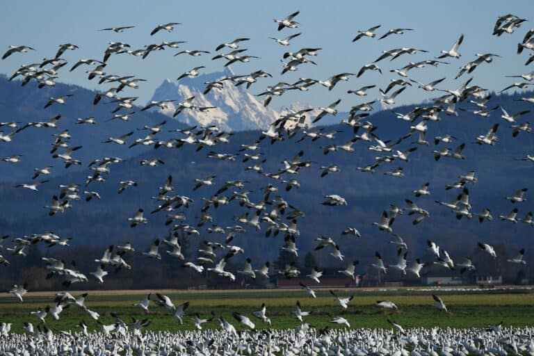 هجرة الحيوانات