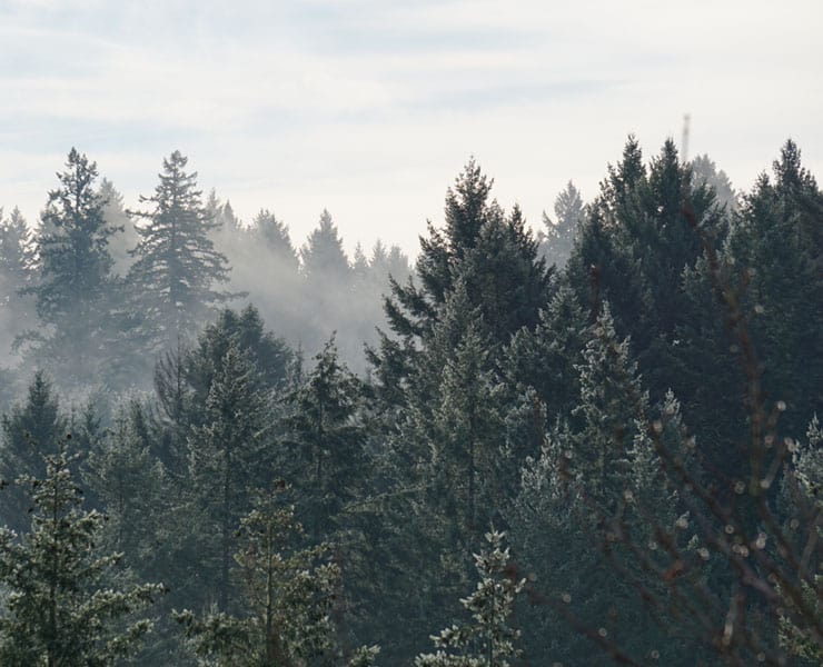 بيئة, حرائق الغابات, الحرائق, النظم البيئية