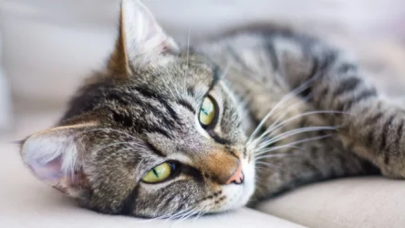 هل القطط ناكرة للمعروف فعلاً؟ إليك حقائق عن القطط تصحح خرافات شائعة عنها