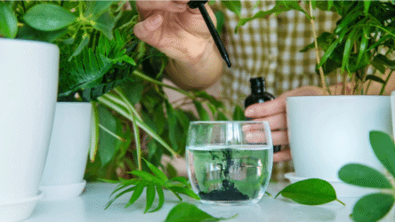 الكلوروفيل