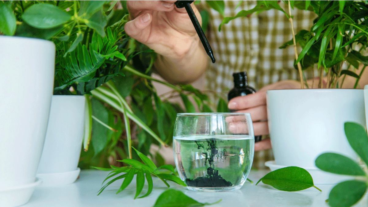 الكلوروفيل