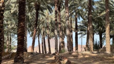 بناء مجتمع معرفي للمزارعين